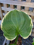 Hosta 'Hippodrome' - New Forest Hostas & Hemerocallis