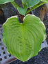 Hosta 'Hippodrome' - New Forest Hostas & Hemerocallis
