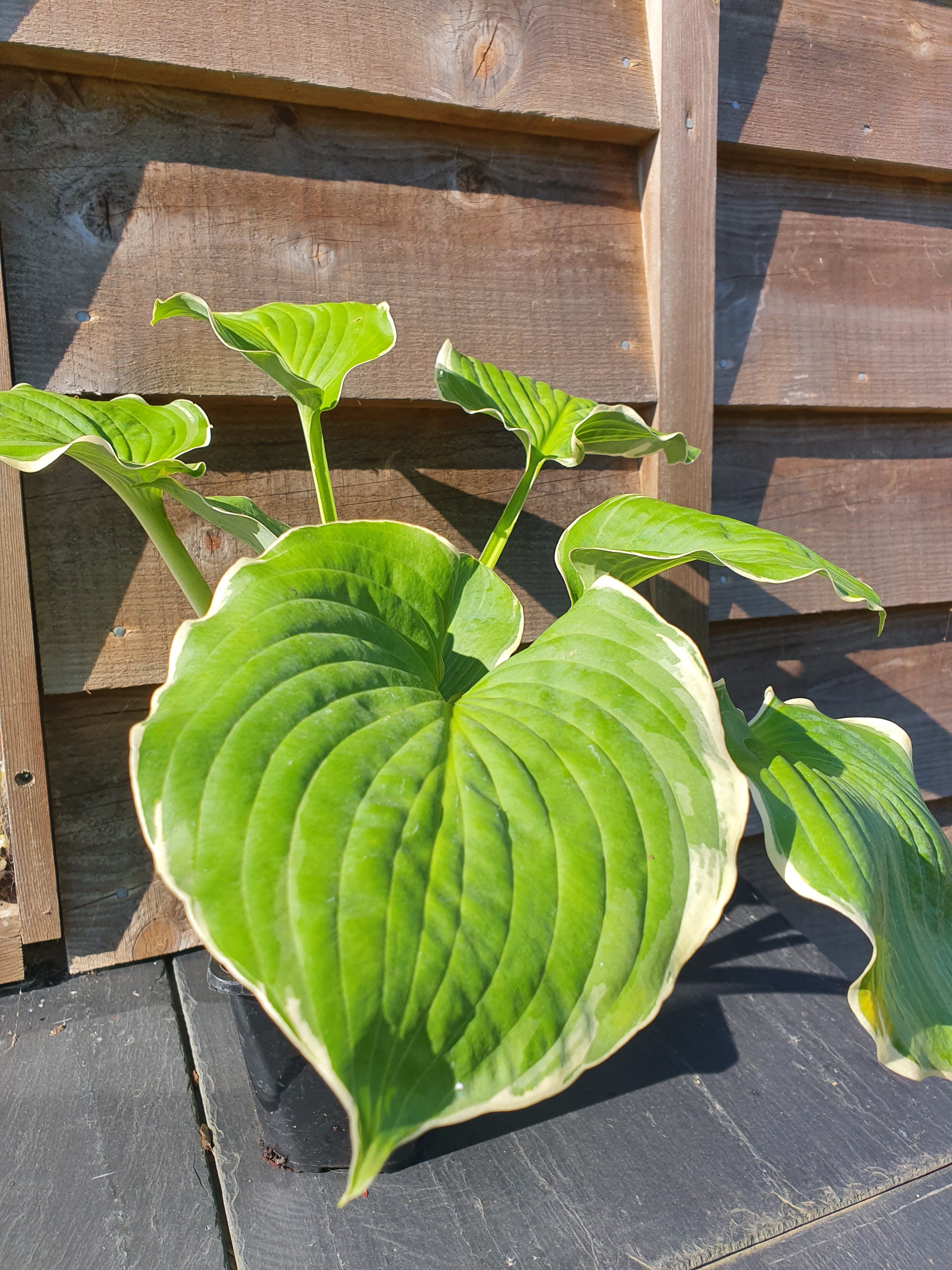 Hosta 'Hippodrome' - New Forest Hostas & Hemerocallis