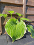 Hosta 'Hippodrome' - New Forest Hostas & Hemerocallis
