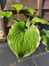 Hosta 'Hippodrome' - New Forest Hostas & Hemerocallis