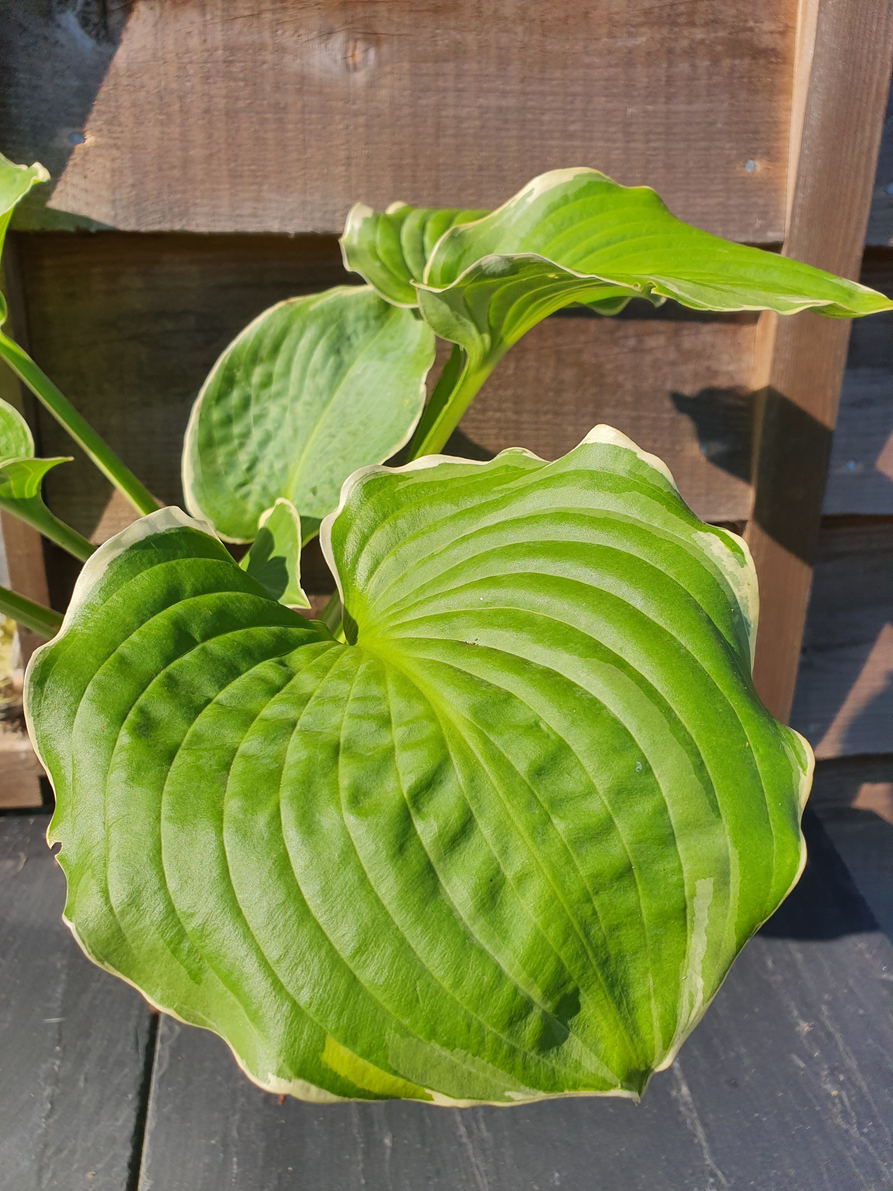 Hosta 'Hippodrome' - New Forest Hostas & Hemerocallis