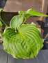 Hosta 'Hippodrome' - New Forest Hostas & Hemerocallis