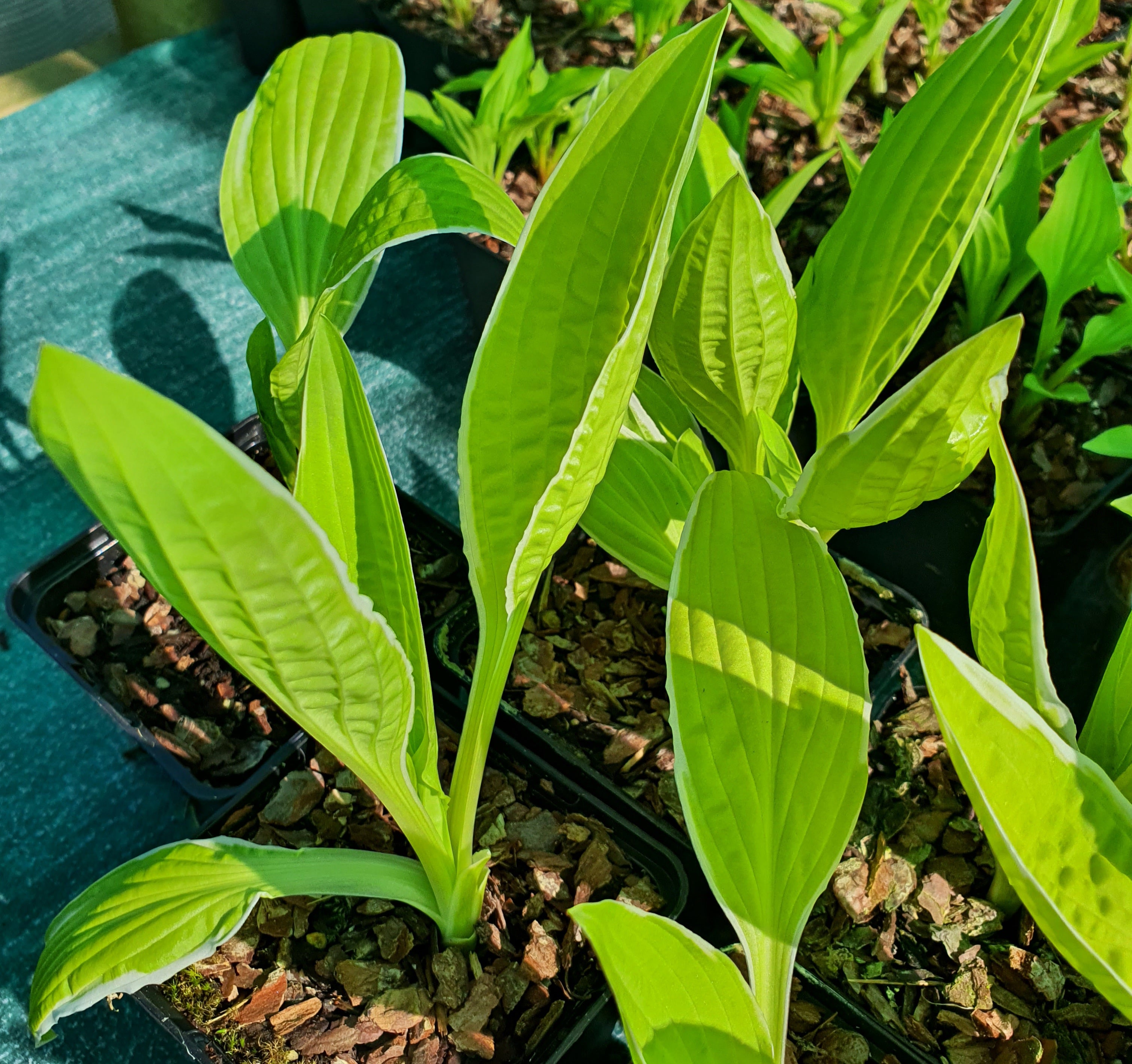 Hosta 'Bizarre'