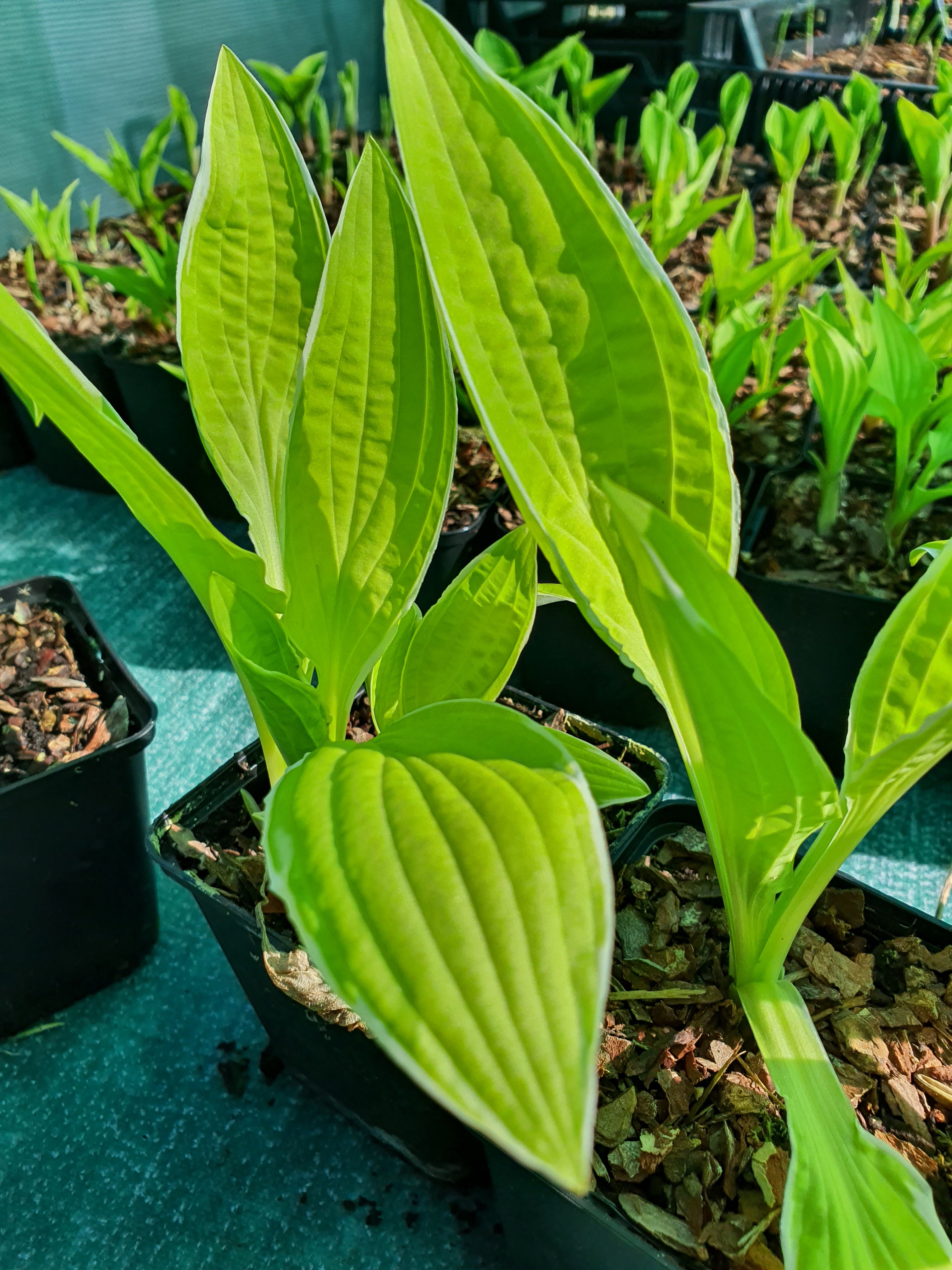 Hosta 'Bizarre'