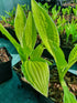 Hosta 'Bizarre'