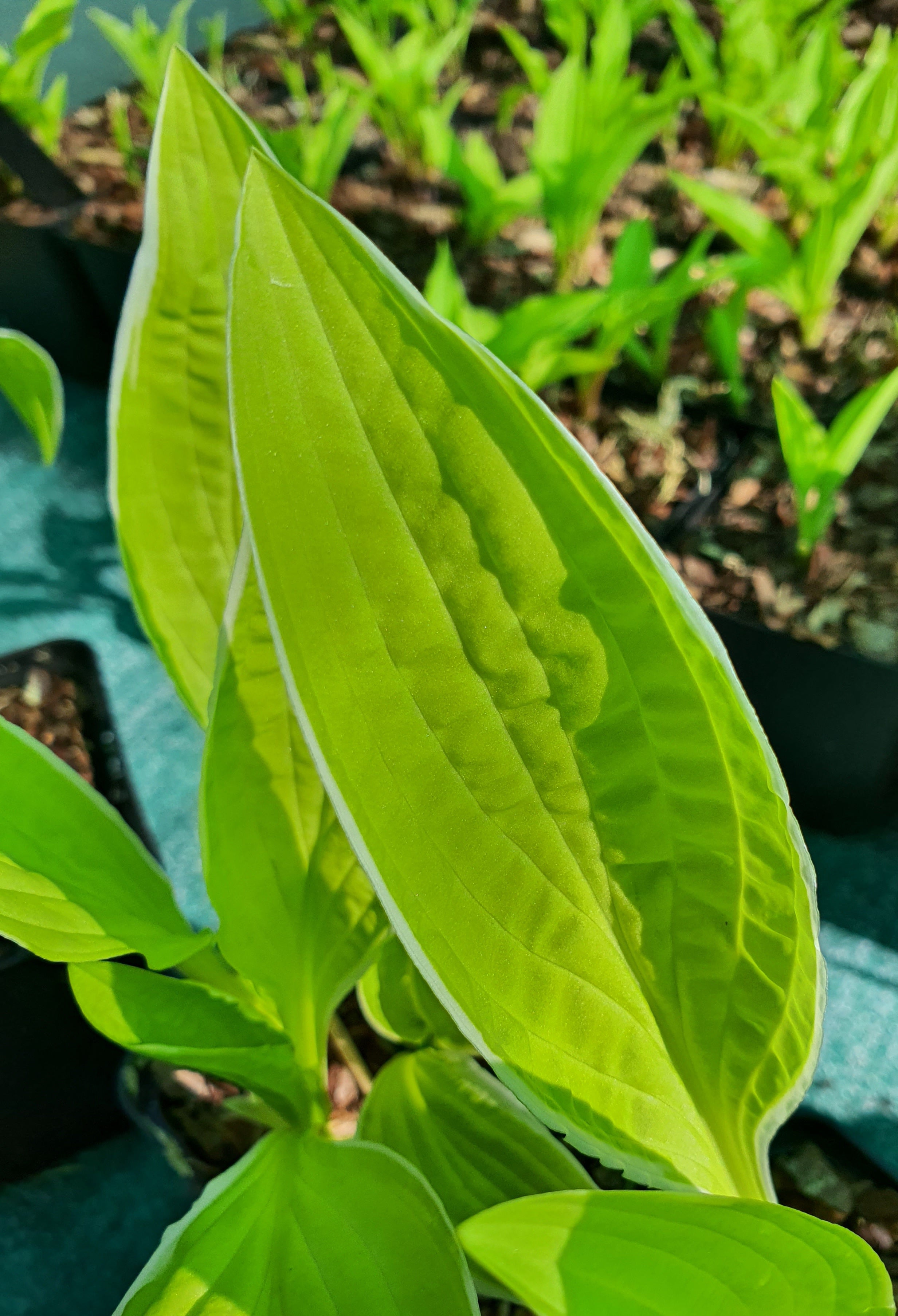 Hosta 'Bizarre'