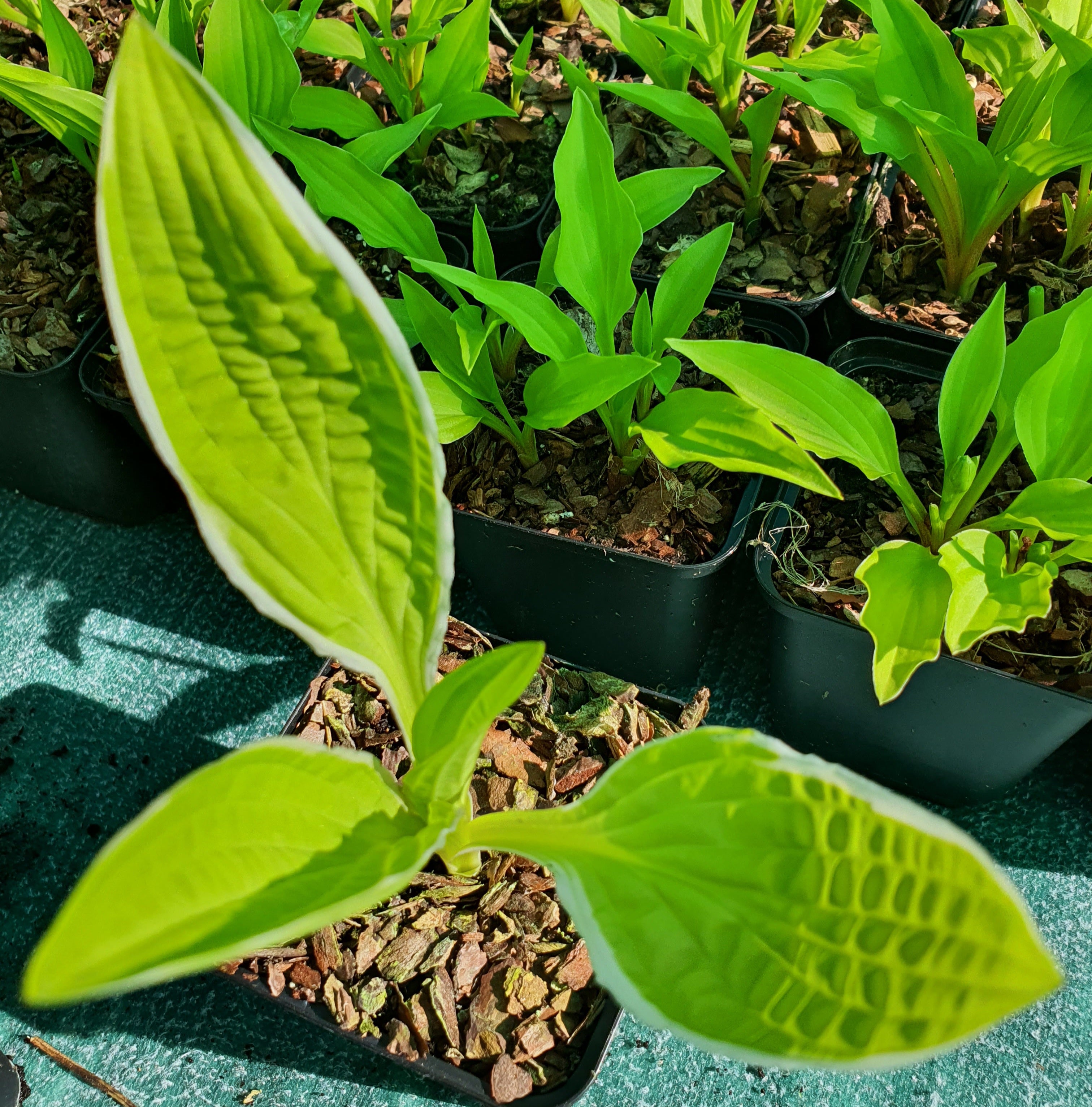 Hosta 'Bizarre'