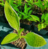 Hosta 'Bizarre'