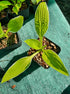 Hosta 'Bizarre'