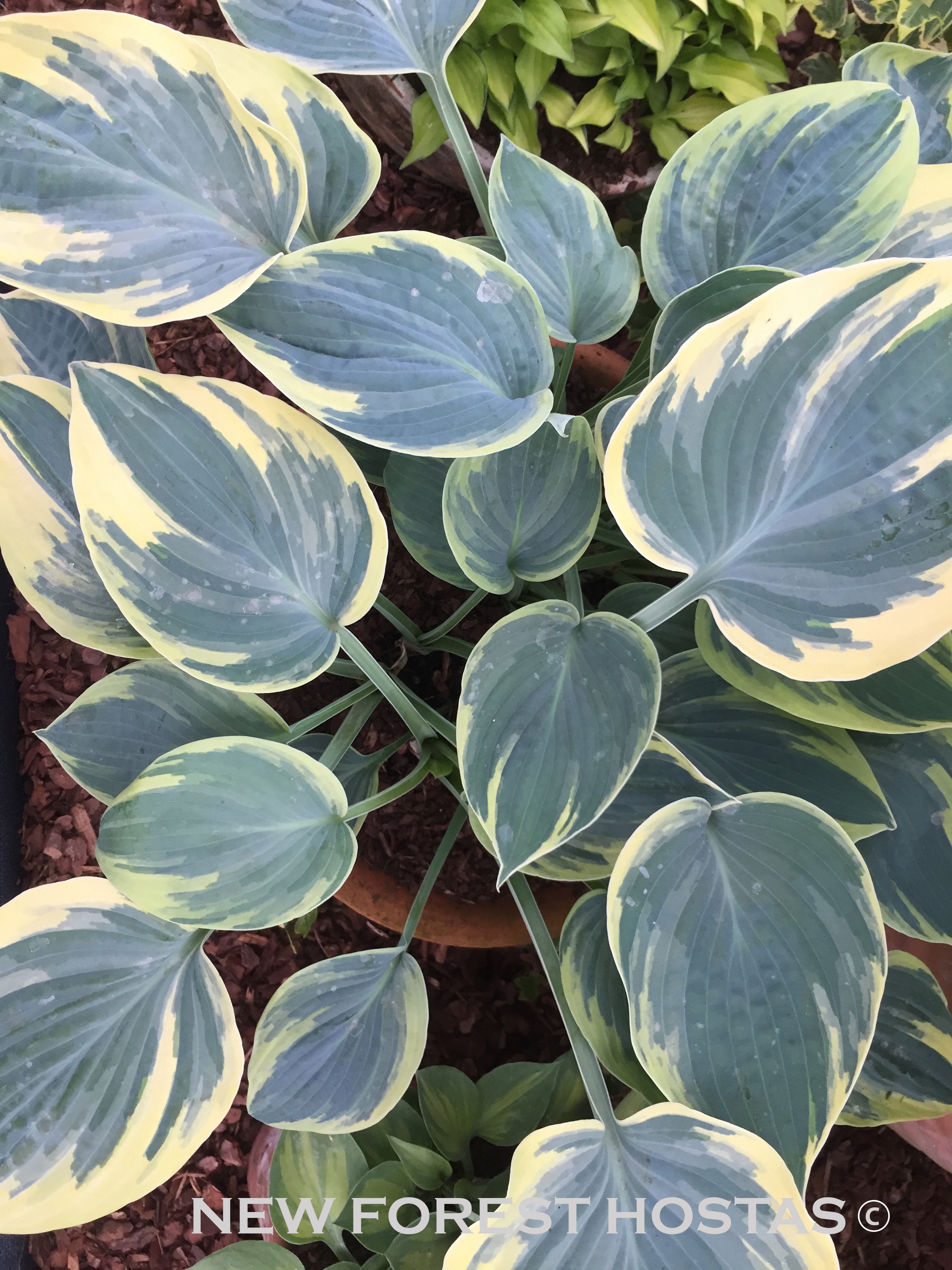 Hosta 'Aristocrat' - New Forest Hostas & Hemerocallis