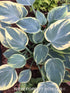 Hosta 'Aristocrat' - New Forest Hostas & Hemerocallis