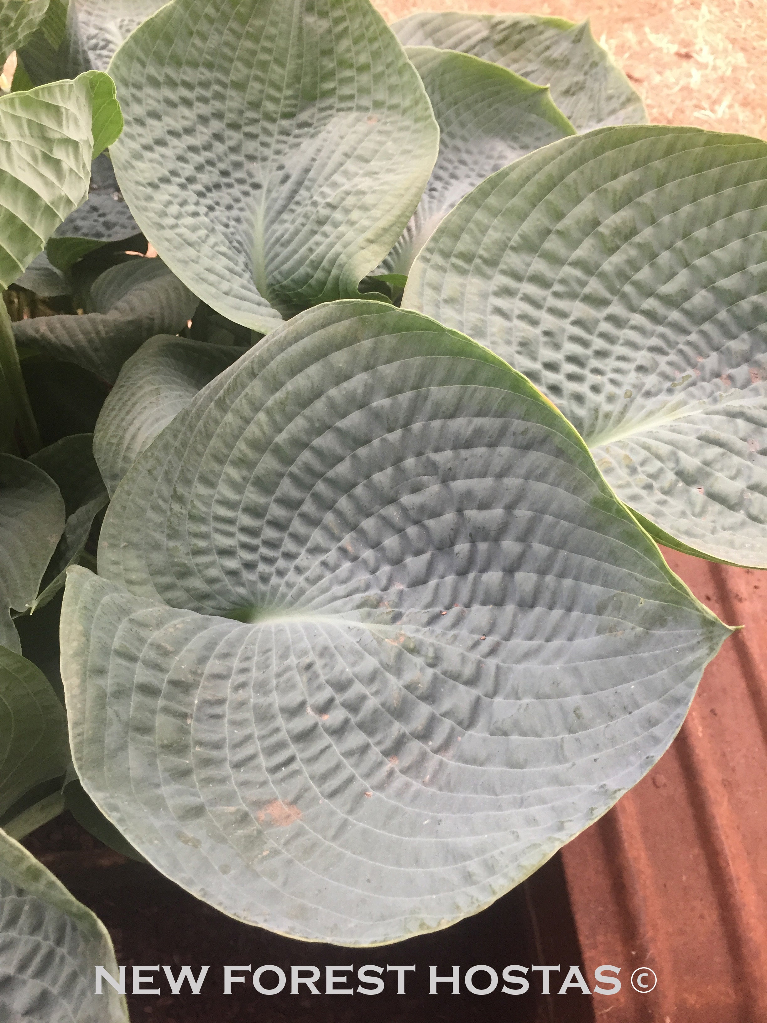 Hosta 'Big Daddy' - New Forest Hostas & Hemerocallis