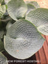 Hosta 'Big Daddy' - New Forest Hostas & Hemerocallis