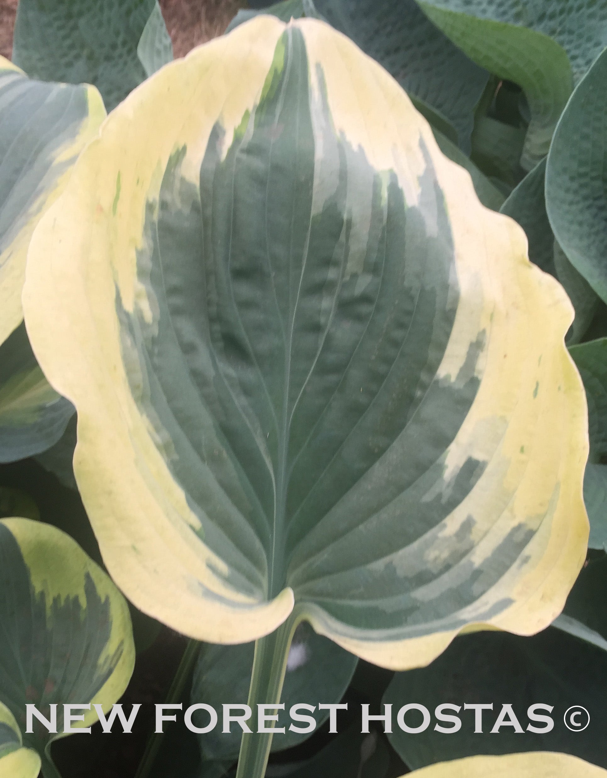 Hosta 'Broadway' - Larger Specimen - New Forest Hostas & Hemerocallis
