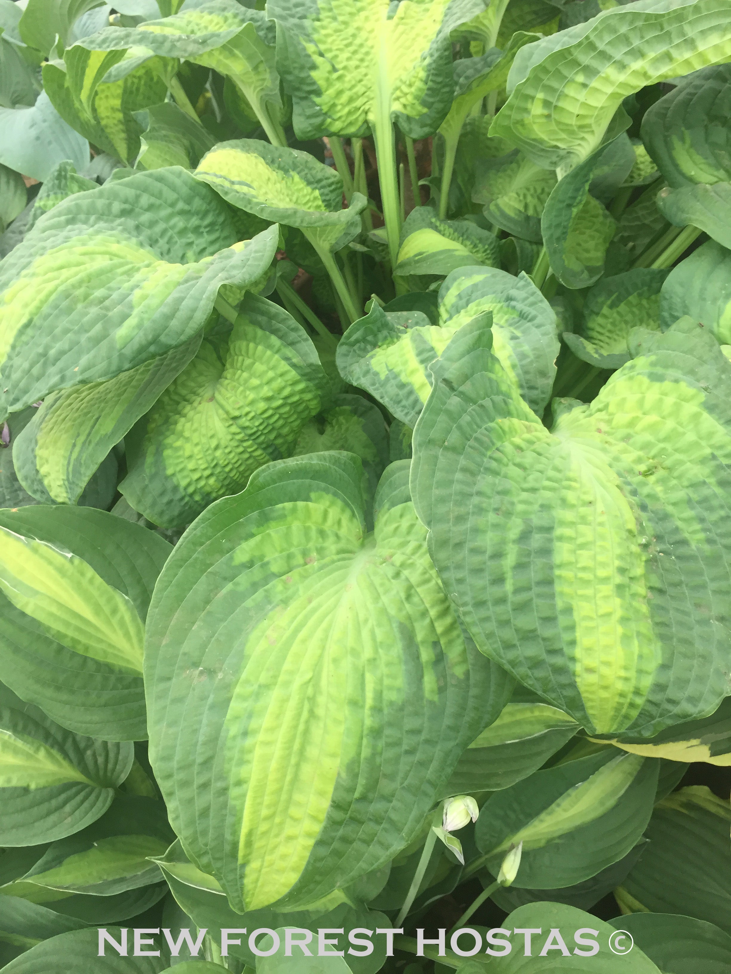 Hosta 'Brother Stefan' - New Forest Hostas & Hemerocallis