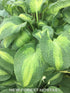 Hosta 'Brother Stefan' - New Forest Hostas & Hemerocallis