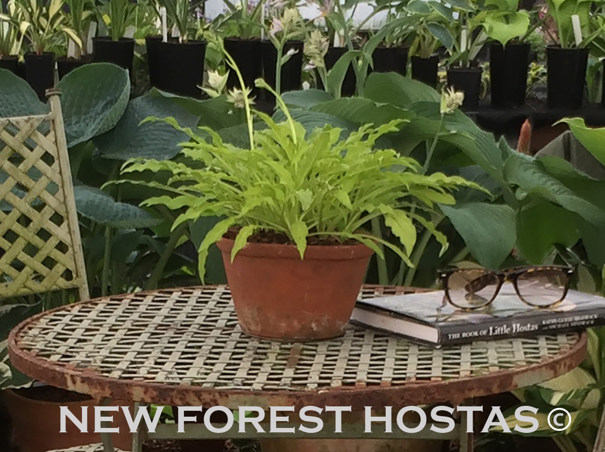 Hosta 'Dragon Tails' - New Forest Hostas & Hemerocallis