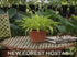 Hosta 'Dragon Tails' - New Forest Hostas & Hemerocallis