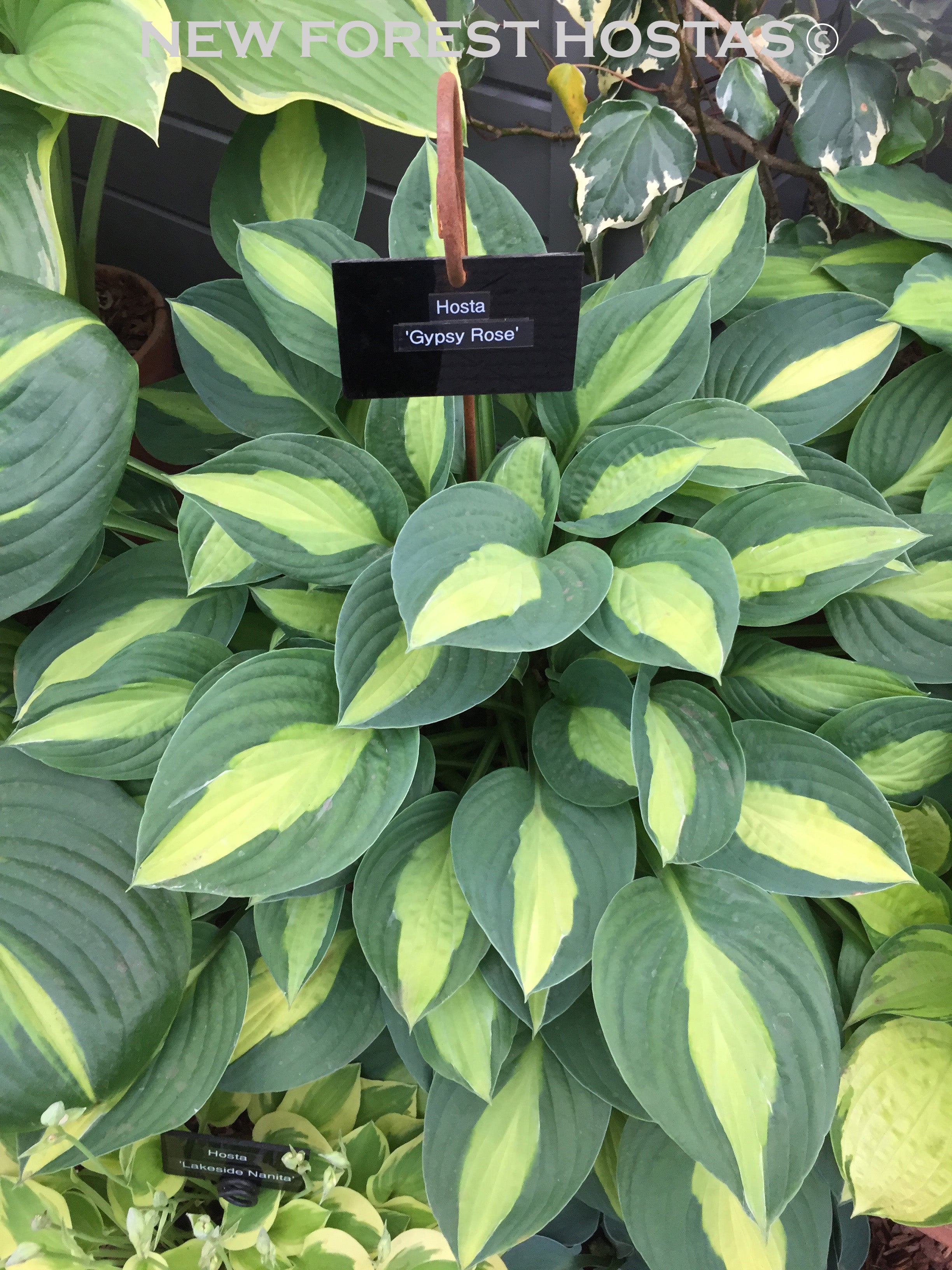 Hosta 'Gypsy Rose' - New Forest Hostas & Hemerocallis