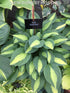Hosta 'Gypsy Rose' - New Forest Hostas & Hemerocallis