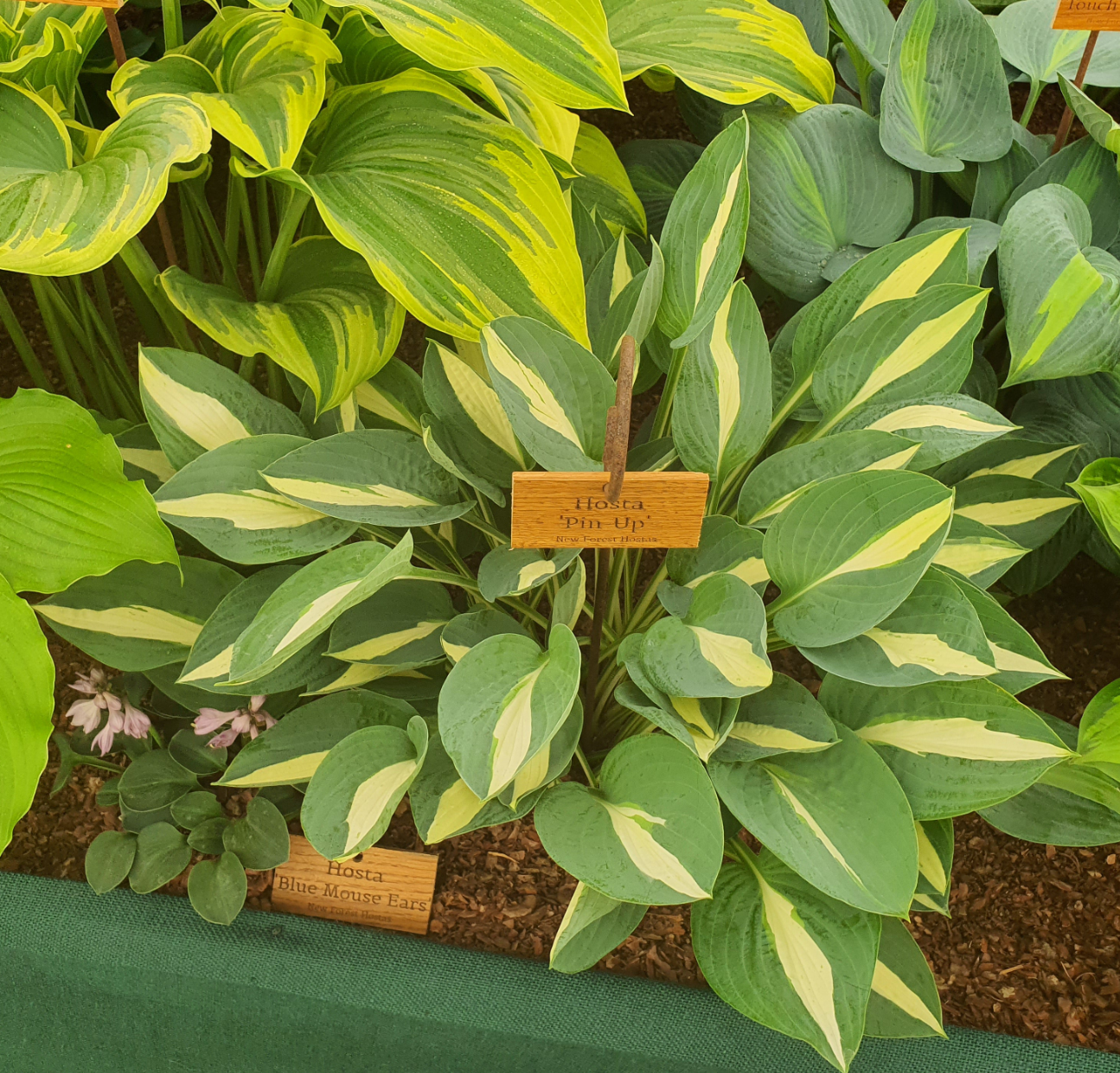 Hosta 'Pin-Up' - New Forest Hostas & Hemerocallis