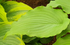 Hosta 'The Fonz' - New Forest Hostas & Hemerocallis