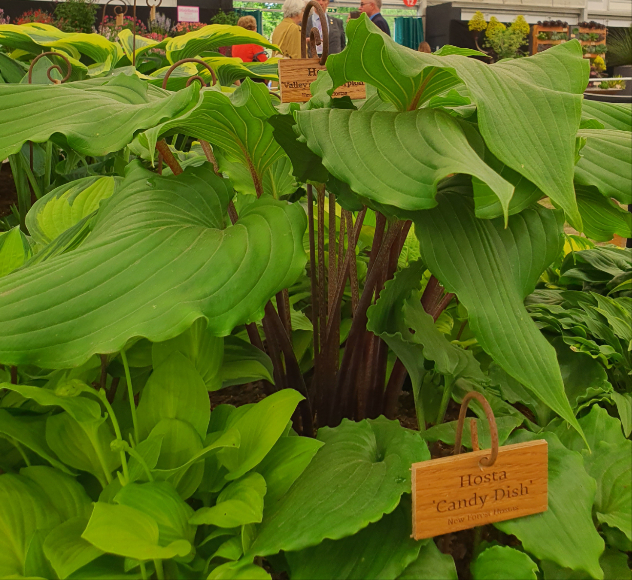 Hosta 'Valley's Red Scorpion' - Mature Division