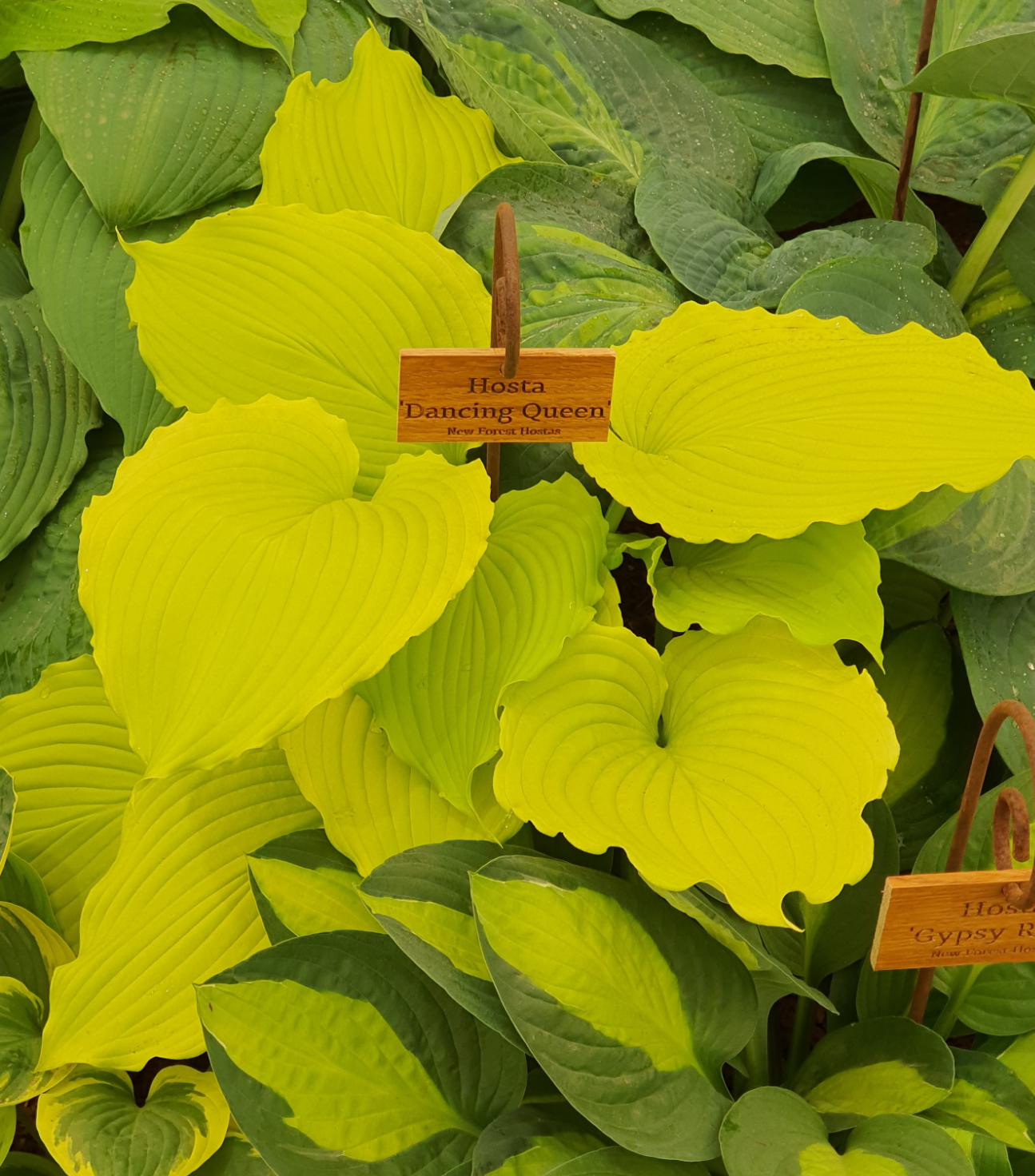 Hosta 'Dancing Queen' - New Forest Hostas & Hemerocallis