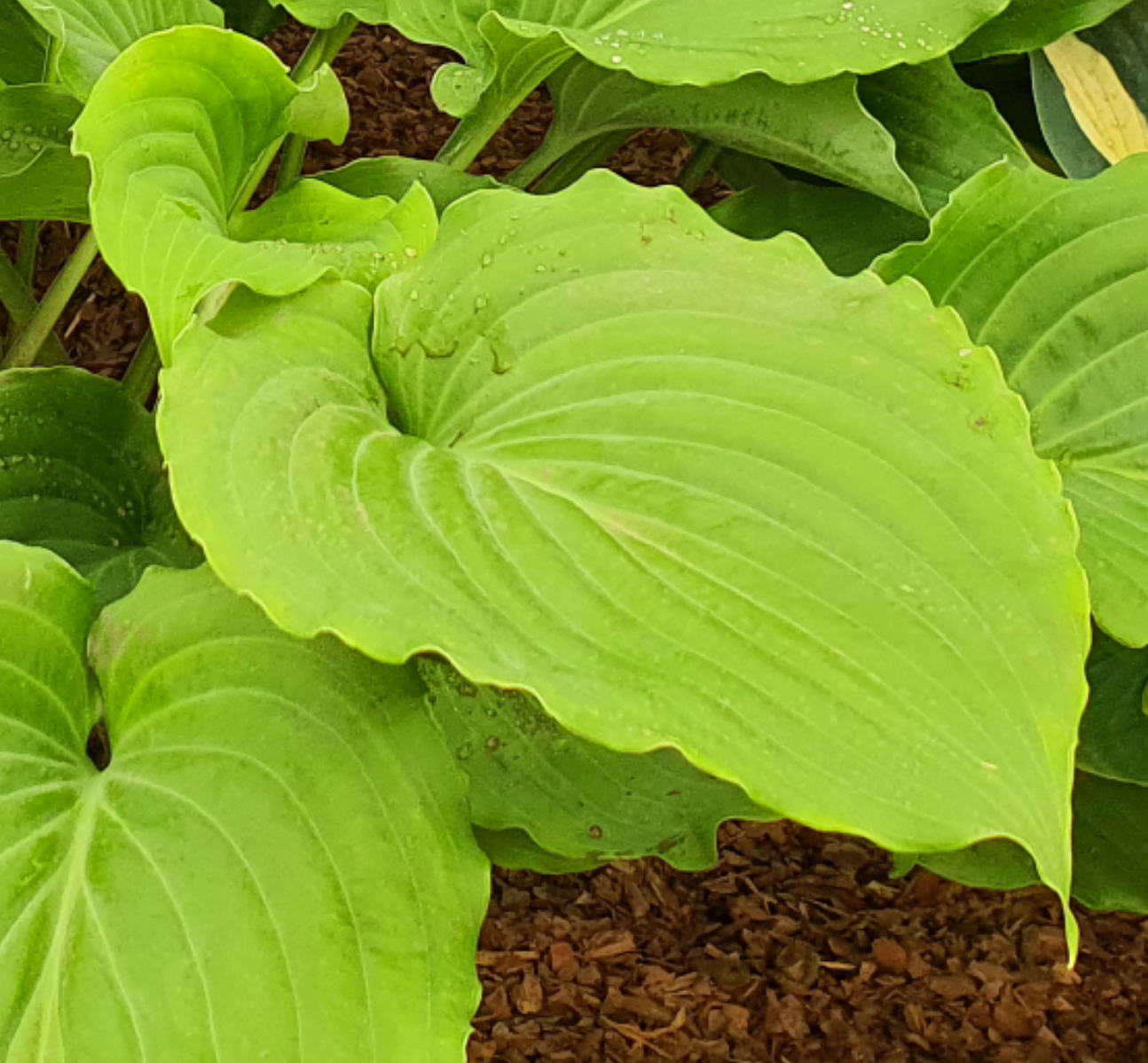 Hosta 'The Fonz' - New Forest Hostas & Hemerocallis