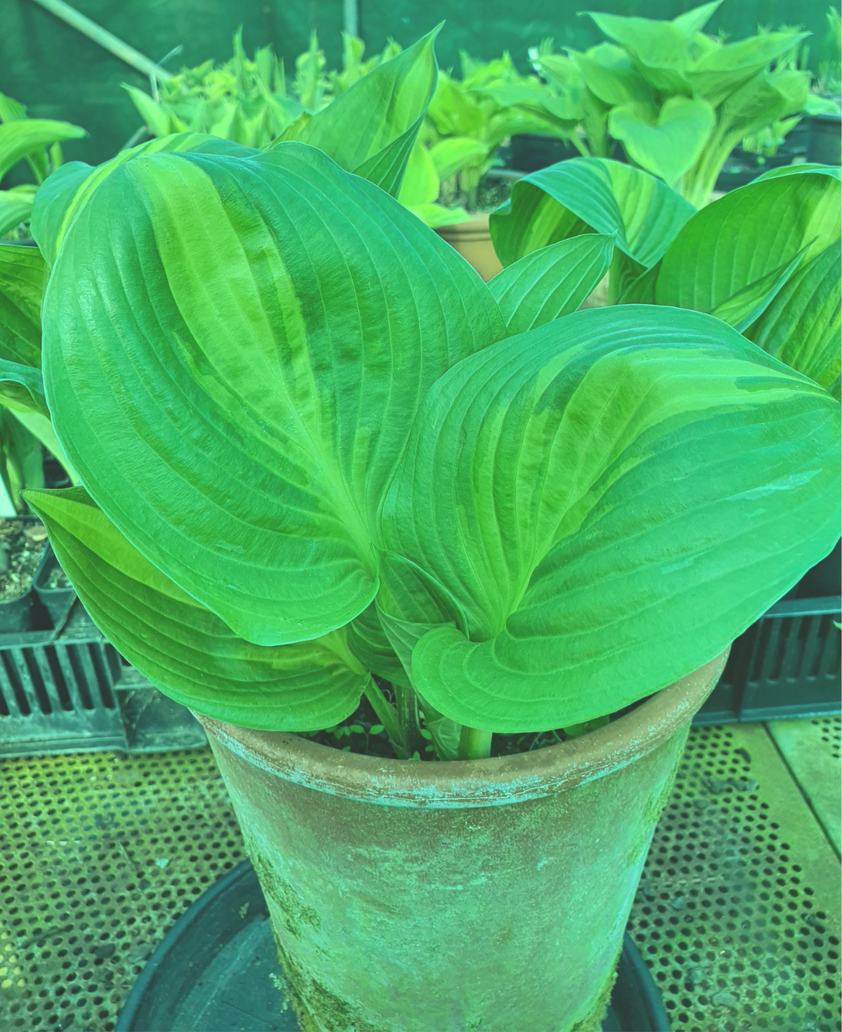 Hosta 'American Sweetheart' - New Forest Hostas & Hemerocallis