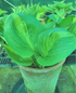 Hosta 'American Sweetheart' - New Forest Hostas & Hemerocallis