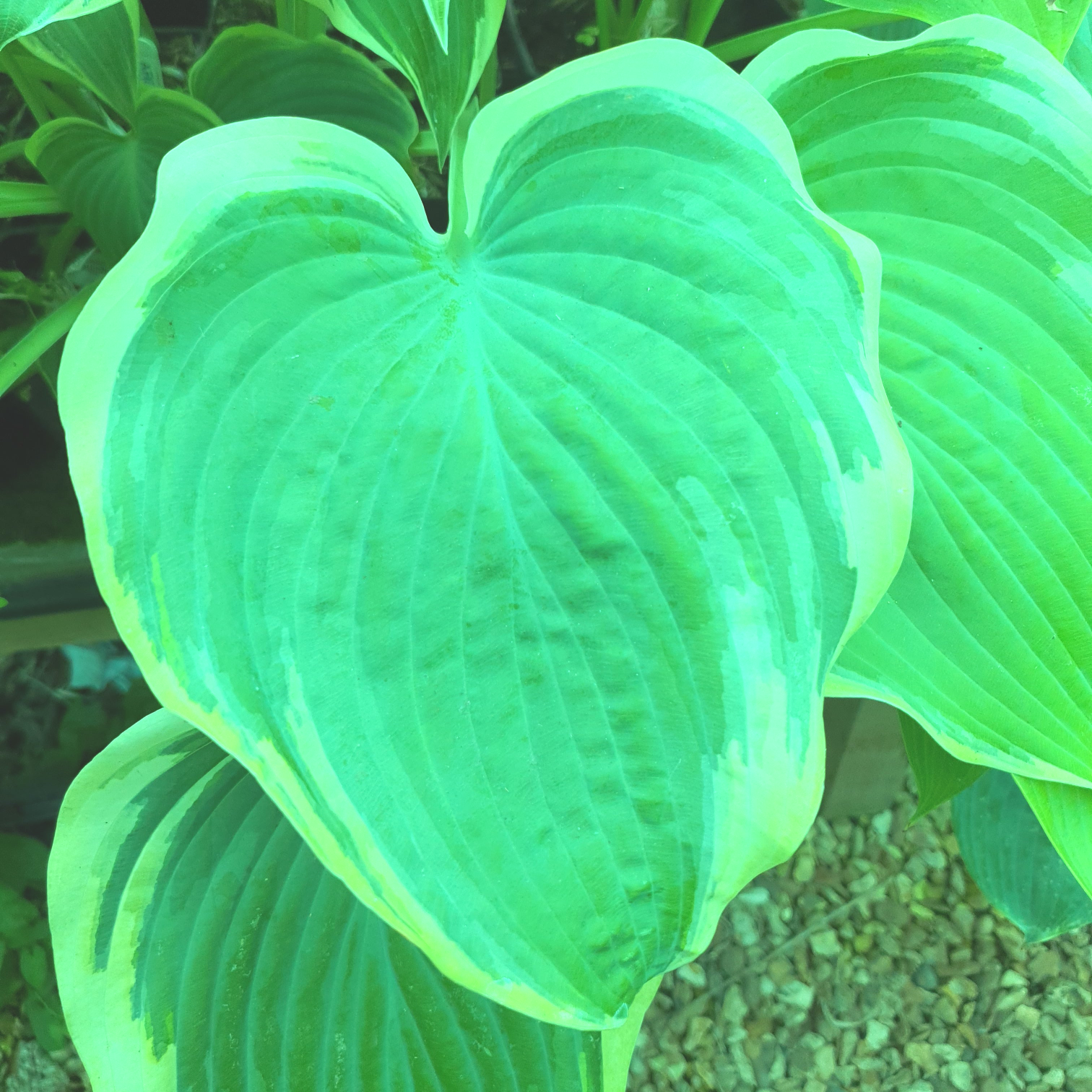 Hosta 'Arc de Triomphe' - New Forest Hostas & Hemerocallis