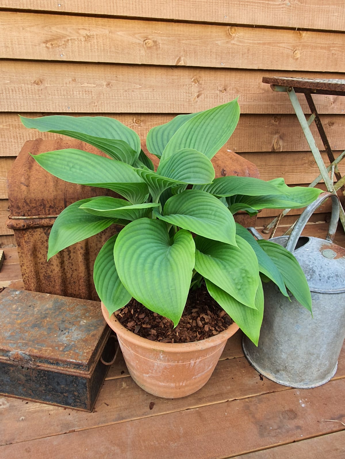 Hosta 'Kingsize' - New Forest Hostas & Hemerocallis