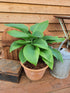 Hosta 'Kingsize' - New Forest Hostas & Hemerocallis