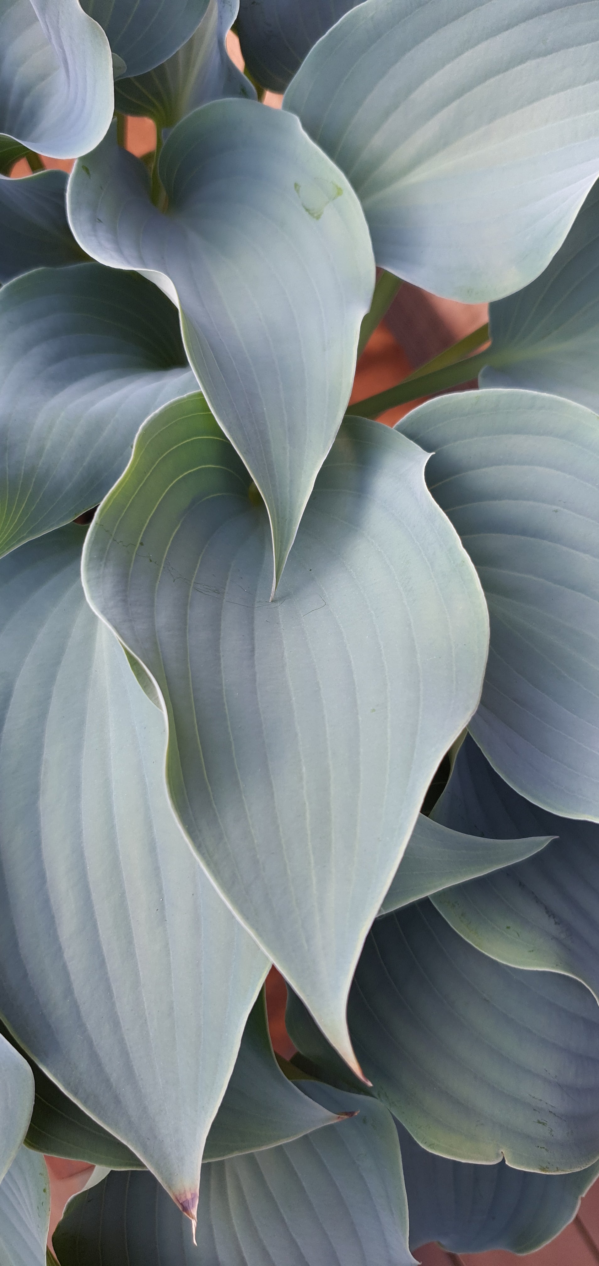 Hosta 'Flemish Sky' - New Forest Hostas & Hemerocallis