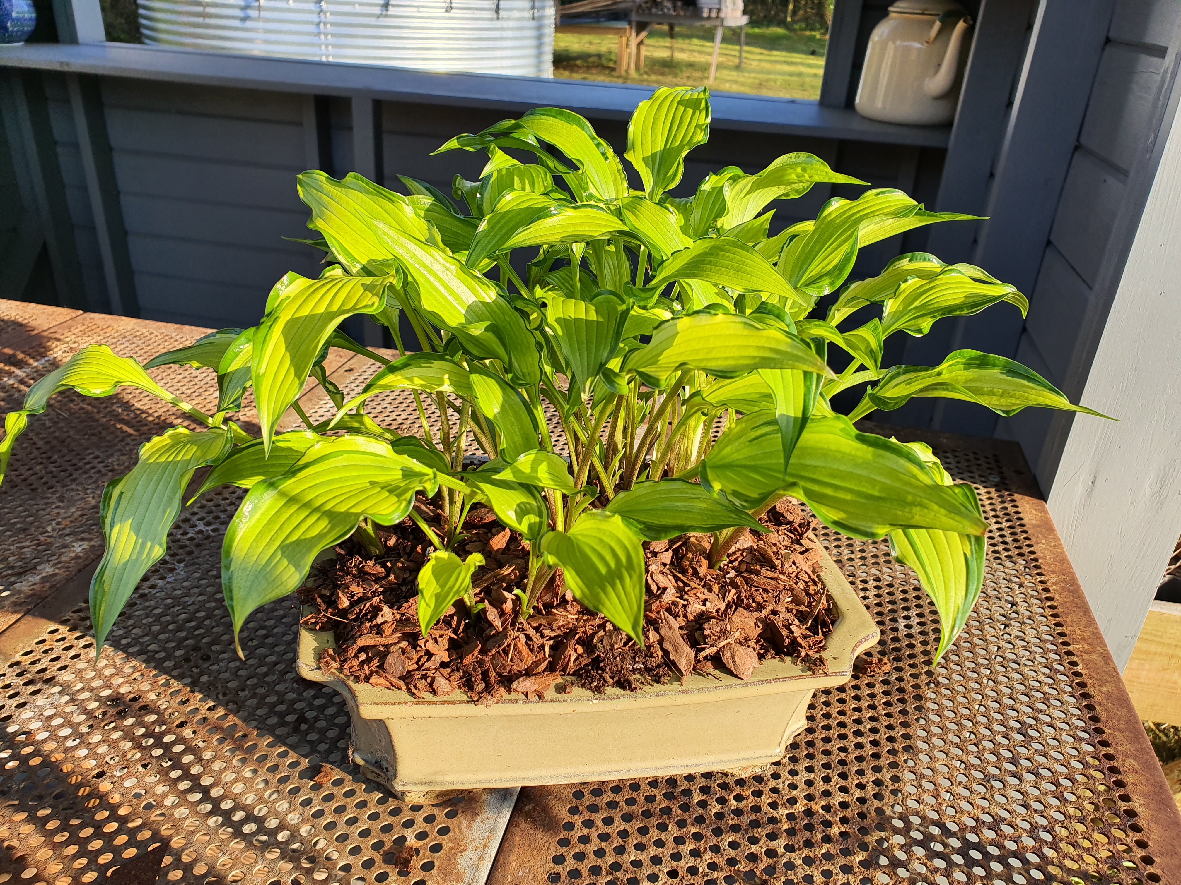 Hosta 'Early Sunrise' - New Forest Hostas & Hemerocallis