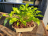 Hosta 'Early Sunrise' - New Forest Hostas & Hemerocallis
