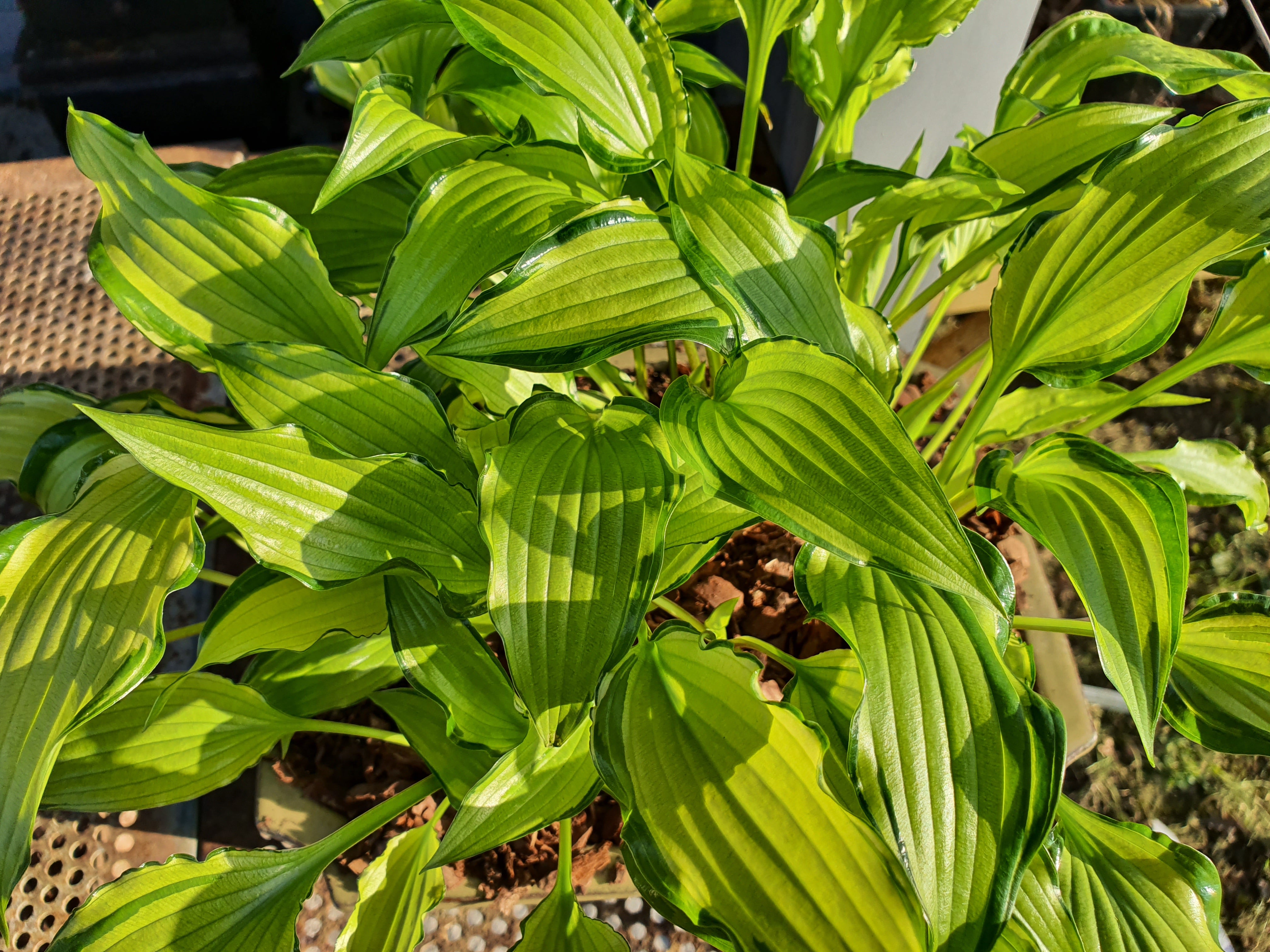 Hosta 'Early Sunrise' - New Forest Hostas & Hemerocallis