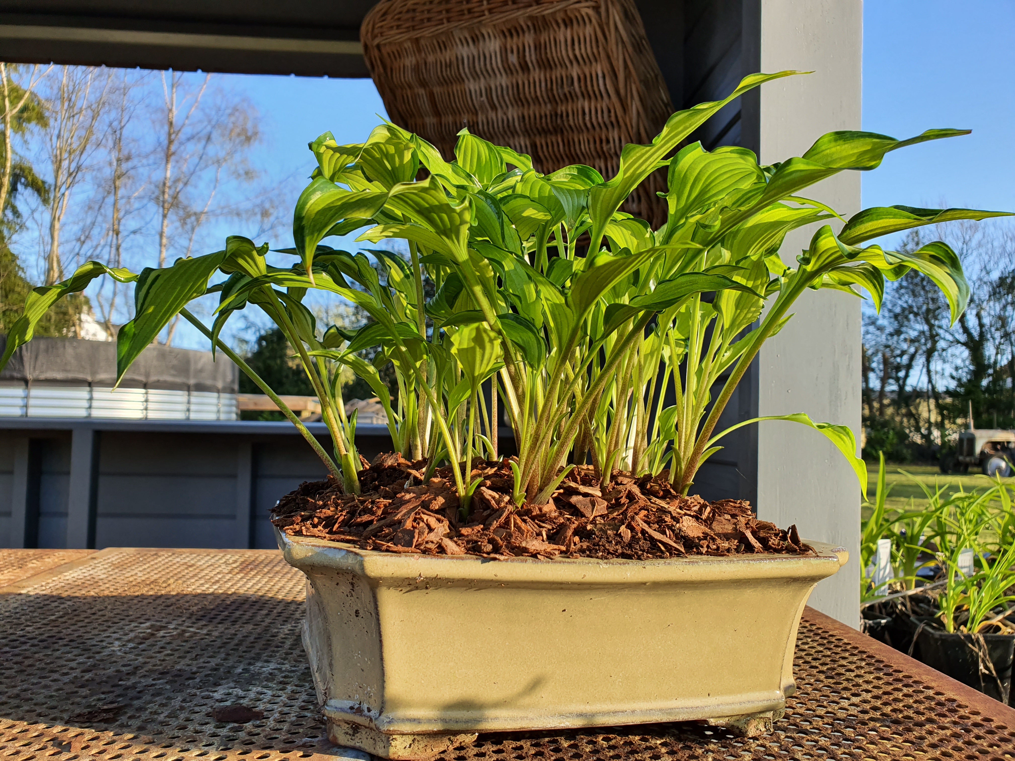Hosta 'Early Sunrise' - New Forest Hostas & Hemerocallis