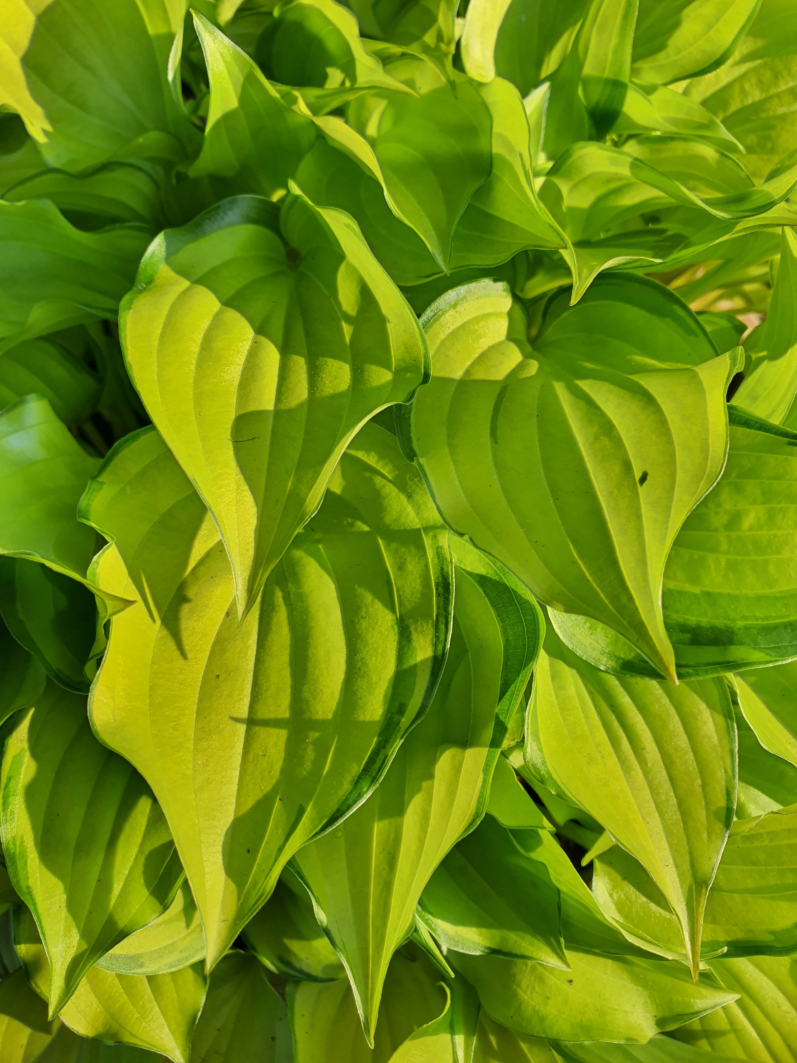 Hosta 'Cracker Crumbs' - New Forest Hostas & Hemerocallis