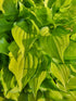 Hosta 'Cracker Crumbs' - New Forest Hostas & Hemerocallis