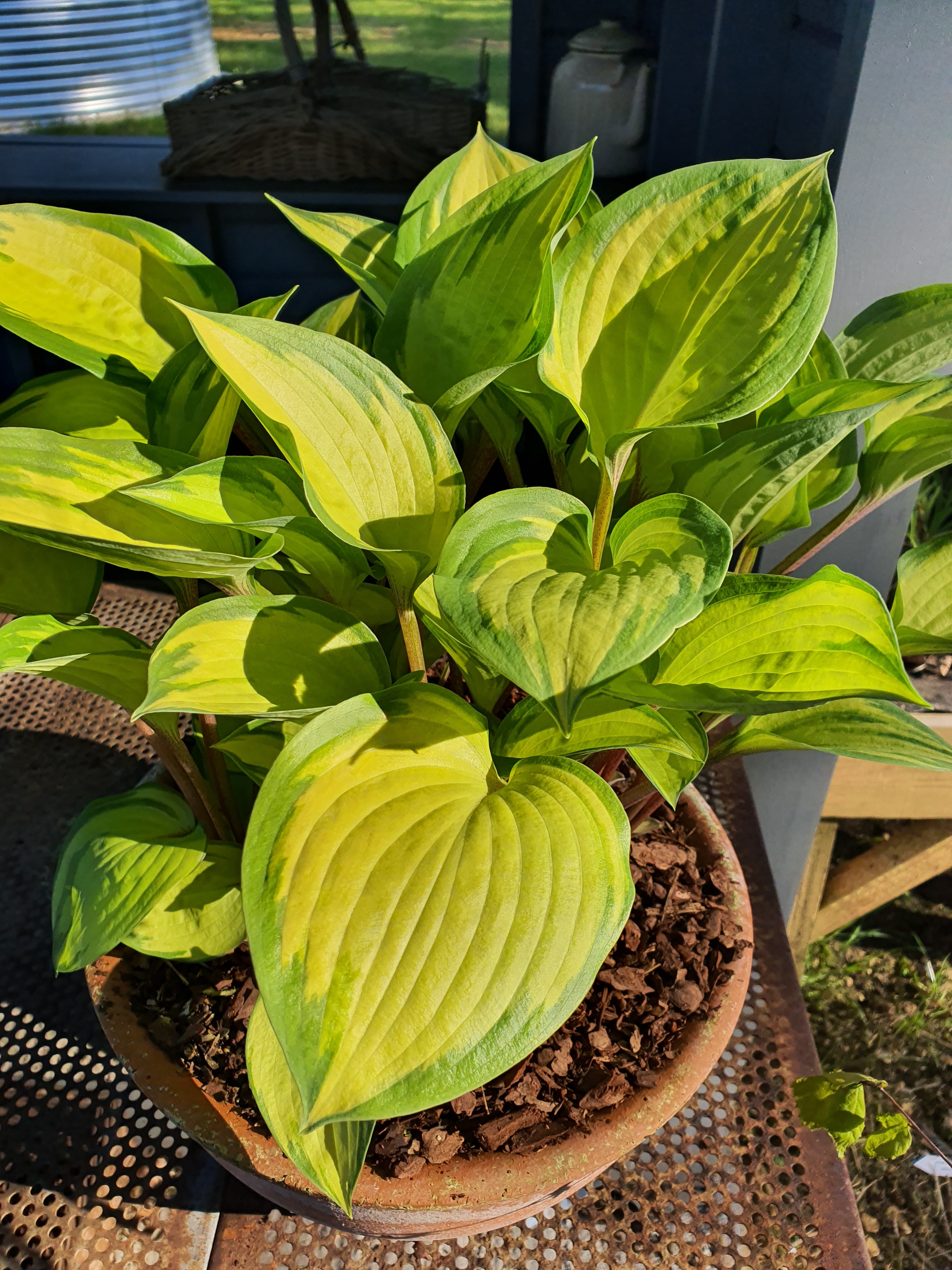 Hosta 'Volcano Island' - New Forest Hostas & Hemerocallis