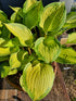 Hosta 'Volcano Island' - New Forest Hostas & Hemerocallis