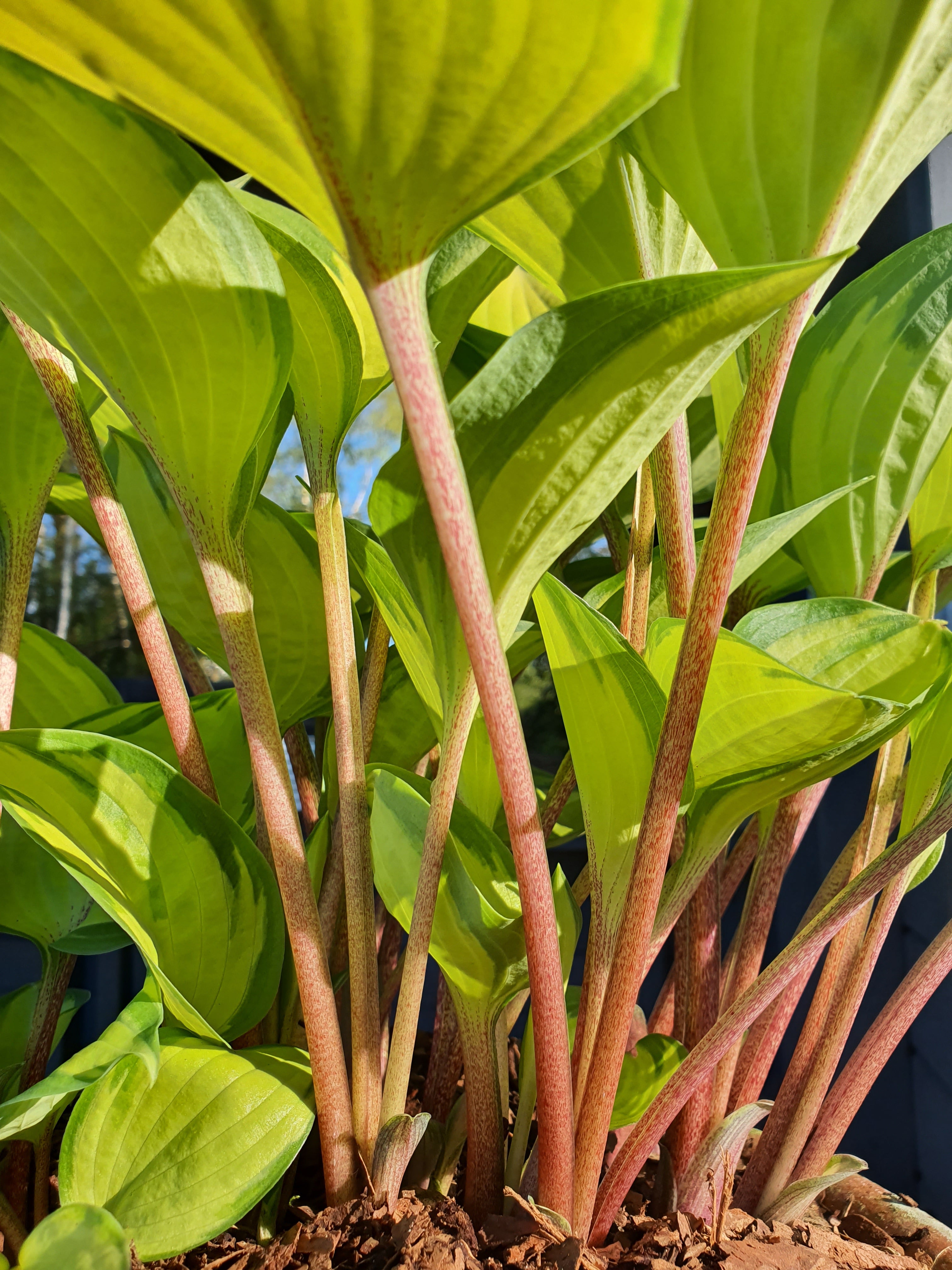 Hosta 'Volcano Island' - New Forest Hostas & Hemerocallis