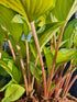 Hosta 'Volcano Island' - New Forest Hostas & Hemerocallis