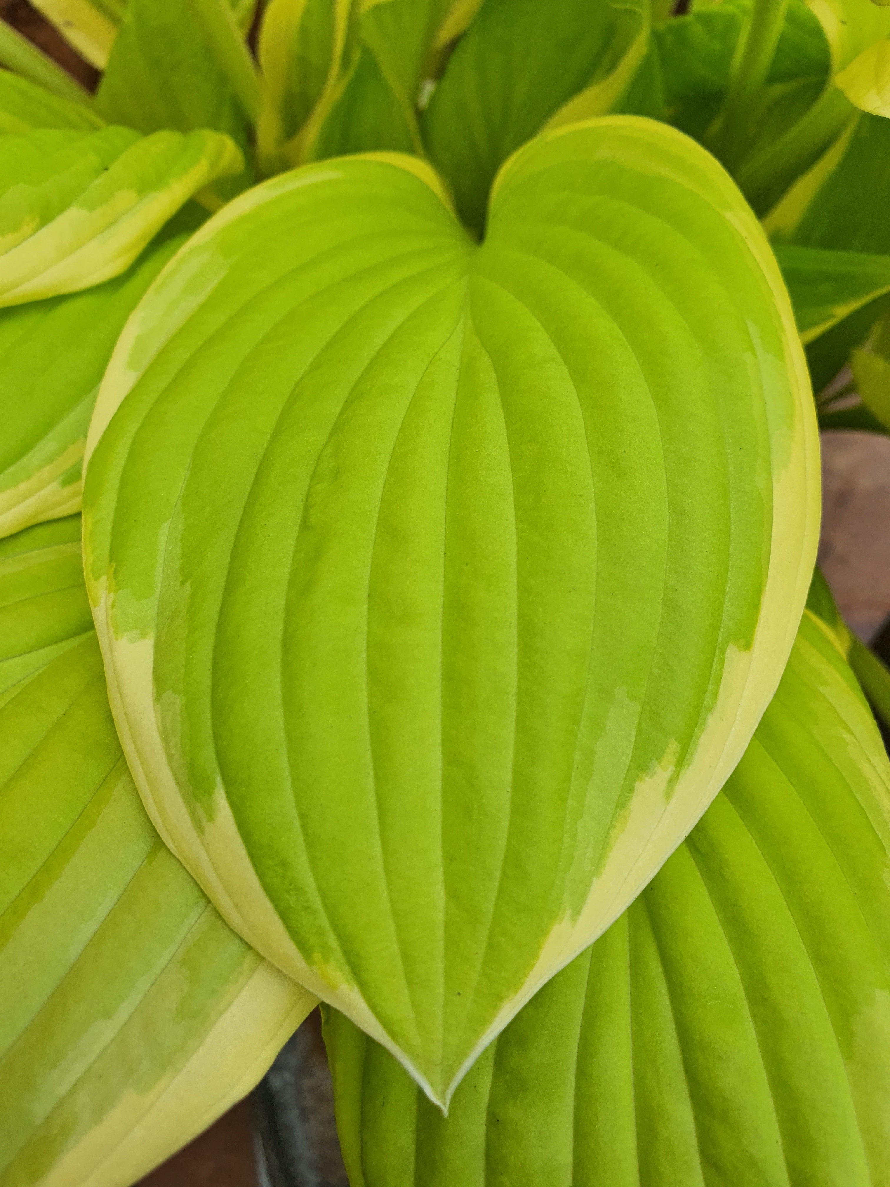 Hosta 'Saint Elmo's Fire' - New Forest Hostas & Hemerocallis