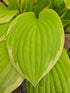 Hosta 'Saint Elmo's Fire' - New Forest Hostas & Hemerocallis