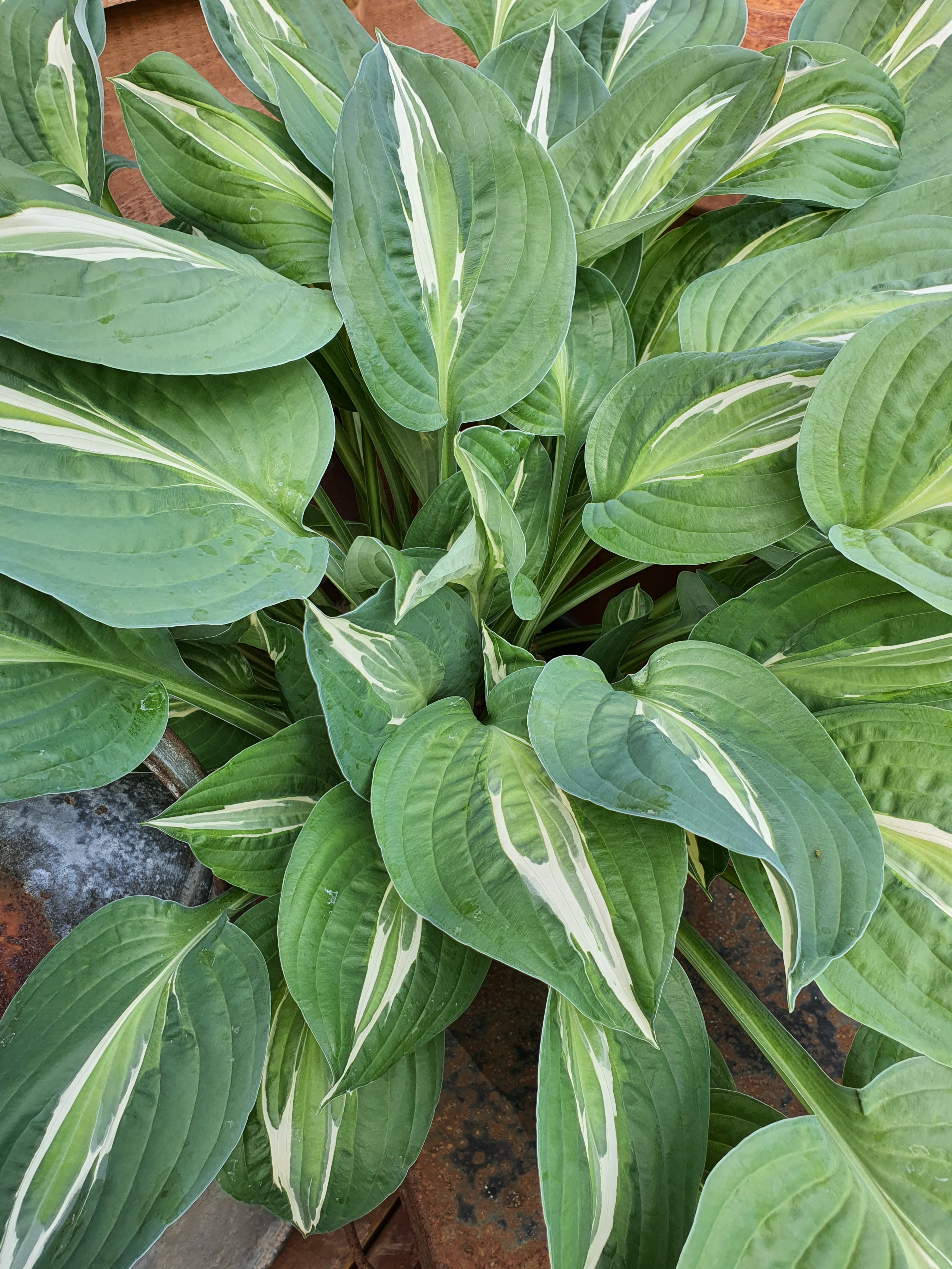 Hosta 'Snake Eyes' - New Forest Hostas & Hemerocallis