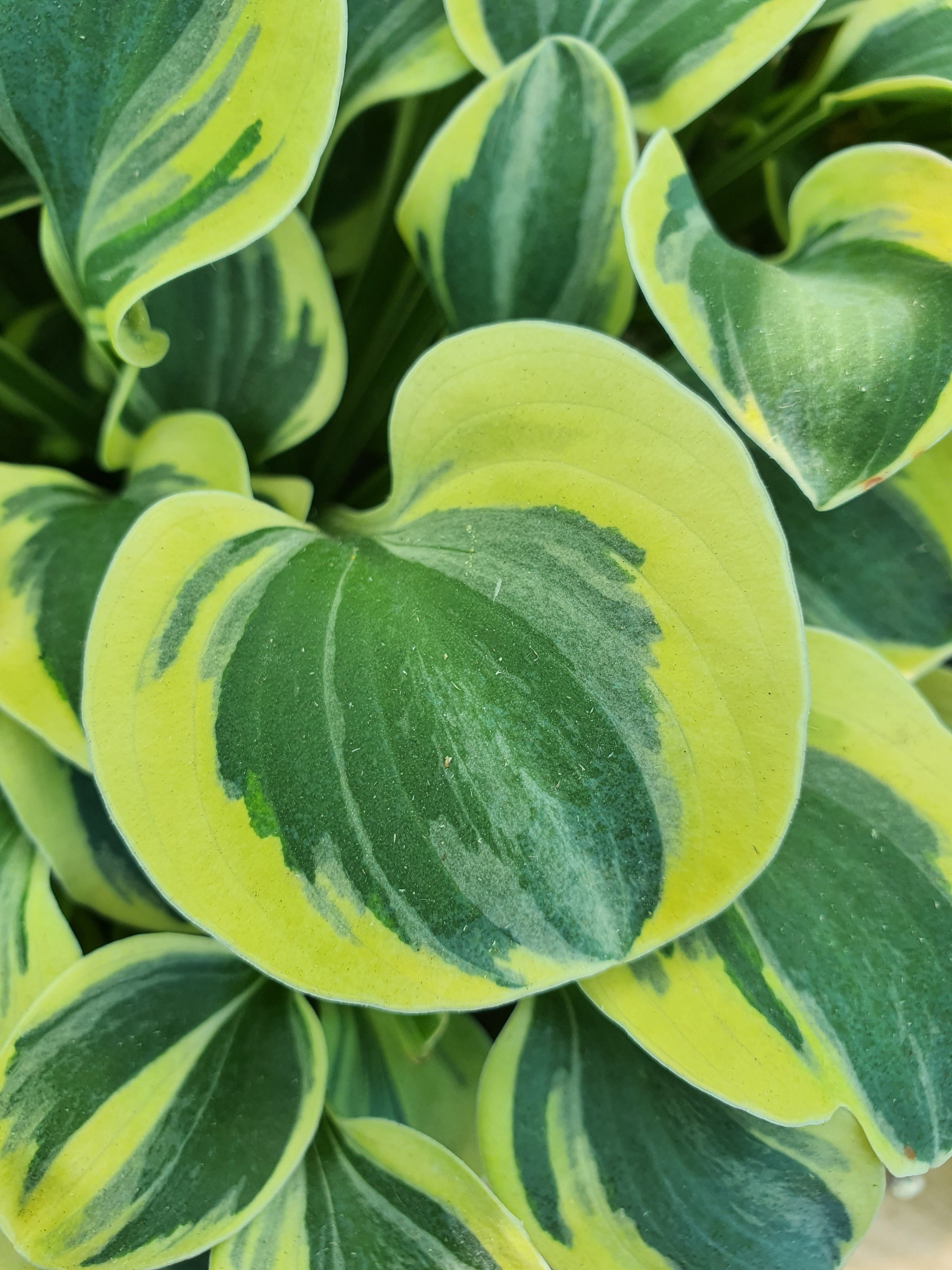 Hosta 'Mighty Mouse' - New Forest Hostas & Hemerocallis